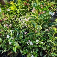 Weigela florida ‘Nana Variegata’