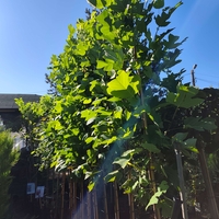 Liriodendron tulipifera (Лалеево дърво)