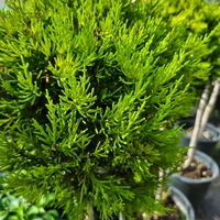 Топиар cupressocyparis gold crest, 1 топка