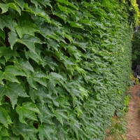 Parthenocissus quinquefolia ( дива лоза )