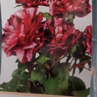 Храстовидна роза на гол корен