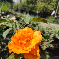 Rosa (Храстовидна роза) МИКС