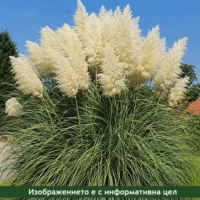 Cortaderia selloana (Пампаска трева)