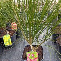 Cytisus Boskoop Ruby