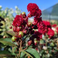 Lagerstroemia indica ‘Red Magic’ – на присадка