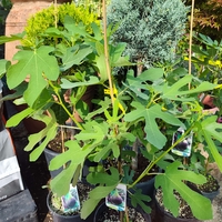 Ficus carica (Смокиня)