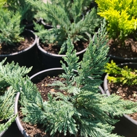 Juniperus horizontalis 'Prince of Wales'