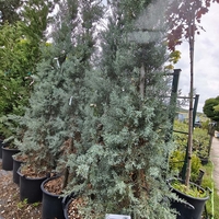 Cupressus arizonica (Аризонски кипарис)