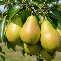 Pyrus communis 'Williams' Bon Chrétien' (Круша 'Вилямова масловка')