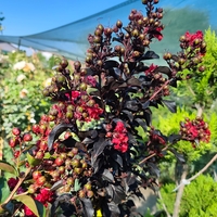 Lagerstroemia indica ‘Double Dynamite’ – на присадка