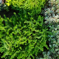 Sedum acre 'Aureum' (Златист седум)