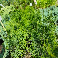 Thuja occidentalis 'Smaragd' (Туя Смарагд)