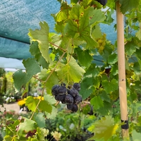 Vitis vinifera (Десертно грозде)