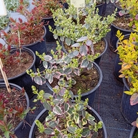 Euonymus fortunei Emerald Gaiety