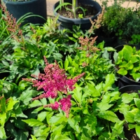 Astilbe (Астилбе)