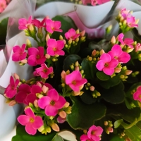 Kalanchoe blossfeldiana (Каланхое)