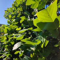 Liriodendron tulipifera (Лалеево дърво)