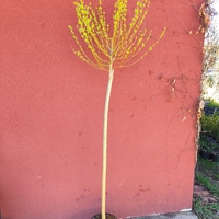 Salix integra Hakuro Nishiki