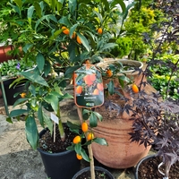 Citrus japonica (Кумкуат)