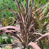Phormium 'Evening Glow'