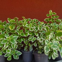 Coleus scutellarioides (Колеус)