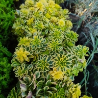Sedum takesimense 'Atlantis'