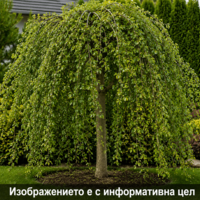Salix caprea 'Kilmarnock' (Плачеща върба 'Килмарнок')