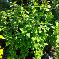 Hibiscus syriacus (Градински хибискус)