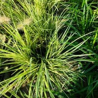 Acorus gramineus ‘Argenteostriatus’