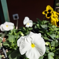 Viola × wittrockiana (Градинска теменужка)