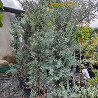 Cupressus arizonica (Аризонски кипарис)
