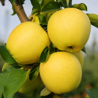 Malus domestica 'Golden Delicious' (Ябълка 'Златна превъзходна')