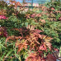 Acer palmatum ‘Heartbeat Red’