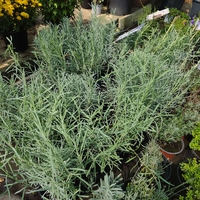 Lavandula ( лилава )