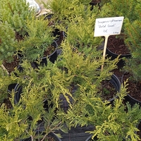 Juniperus x pfitzeriana Gold Coast