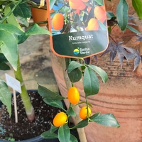 Citrus japonica (Кумкуат)