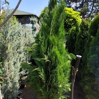 Thuja orientalis 'Pyramidalis' (Източна туя 'Pyramidalis')