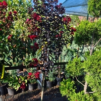 Lagerstroemia indica ‘Double Dynamite’ – на присадка