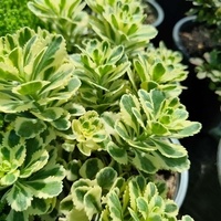 Sedum takesimense 'Atlantis'