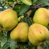 Pyrus communis 'Bergamot' (Круша 'Бергамот')