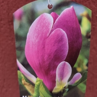 Magnolia soulangeana Lennei