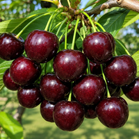 Prunus avium 'Tragana' (Череша 'Трагана')