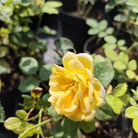 Rosa (Храстовидна роза) МИКС
