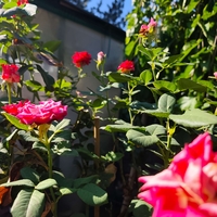 Rosa spp. – щамбова роза (Роза на присадка)
