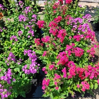 Phlox paniculata (Градински флокс)