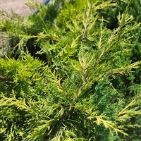 Juniperus horizontalis 'Lime Glow'