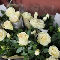 Rosa Mini (Мини стайна роза)