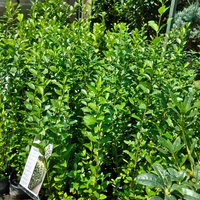 Ligustrum ovalifolium