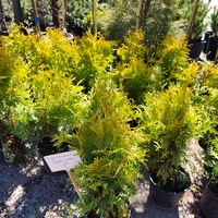 Thuja occ. Golden Globe