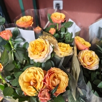 Rosa Mini (Мини стайна роза)